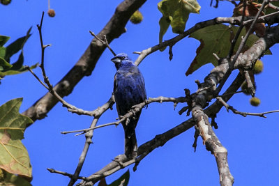 Blue Grosbeak