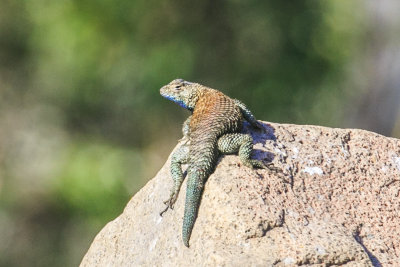 Granite Spiny Lizard  (Sceloporus orcutti orcuttii)