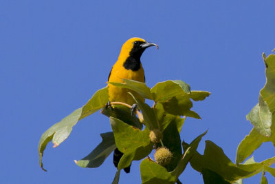 Hooded Oriole