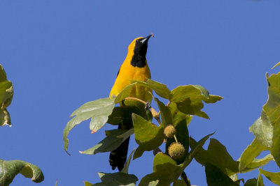 Hooded Oriole