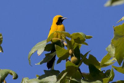 Hooded Oriole
