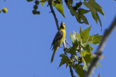 Hooded Oriole