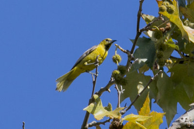Hooded Oriole