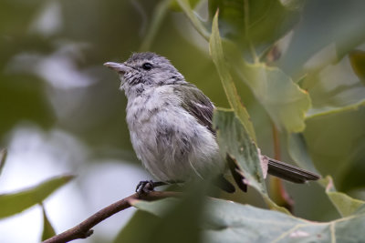 Bell's Vireo