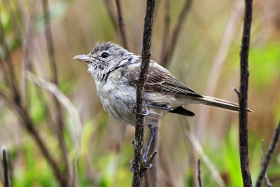 Bell's Vireo