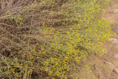 Graceful Tarplant (Holocarpha virgata elongata)
