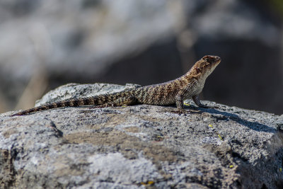 Granite Spiny Lizard  (Sceloporus orcutti orcuttii)