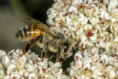 Honey Bee  (Apis mellifera)
