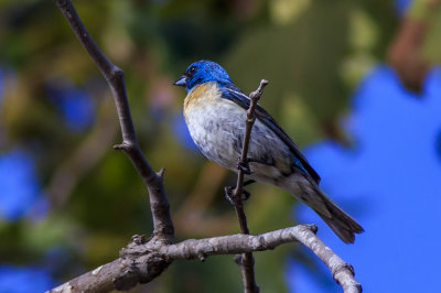 Lazuli Bunting