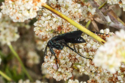 Tarantula Hawk  (Pepsis mexicana)
