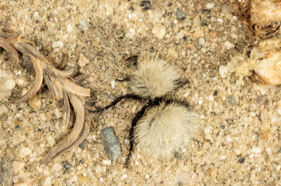 Sacken's velvet ant,  Dasymutilla sackeni  - wingless female