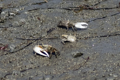 Fiddler Crabs (Unca crenulata)