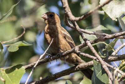 Lazuli Bunting