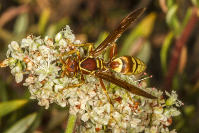 Common Paper Wasp (Polistes exclamans)