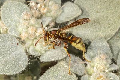 Common Paper Wasp (Polistes exclamans)