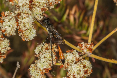 Burrowing Wasps (Ammophila) sp