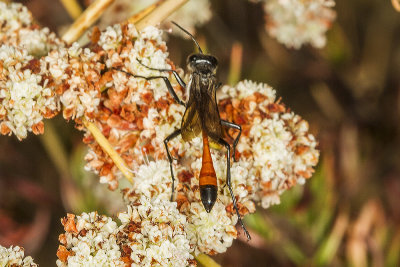 Burrowing Wasps (Ammophila) sp