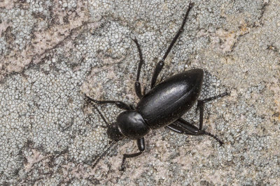 Stink Beetle (Coelocnemis sp.)