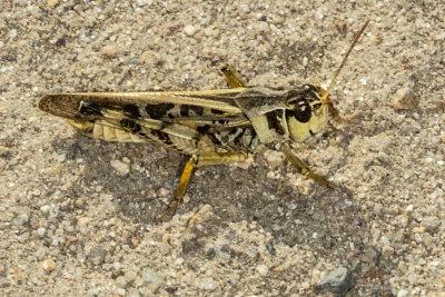 California Rose-Winged Grasshopper  (Dissosteira pictipennis)