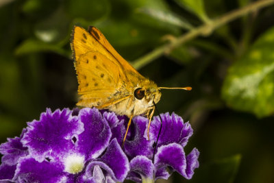 Sandhill Skipper ((Polites sabuleti)