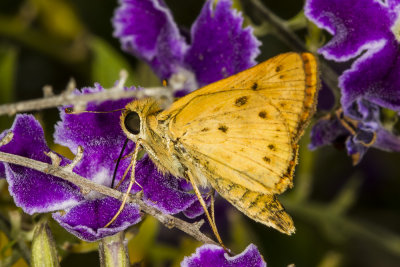 Sandhill Skipper ((Polites sabuleti)