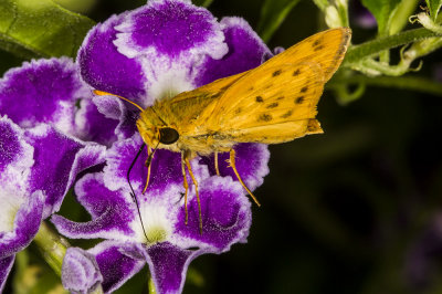 Sandhill Skipper ((Polites sabuleti)