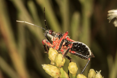 Red Assassin Bug