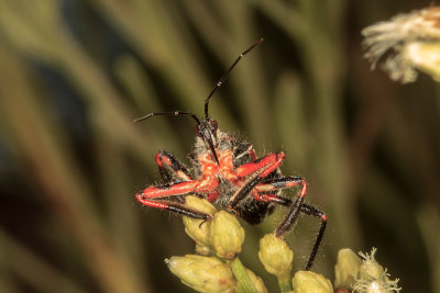 Red Assassin Bug