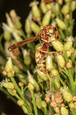 Common Paper Wasp (Polistes exclamans)