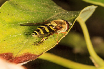 Hover Fly (Eupeodes species)