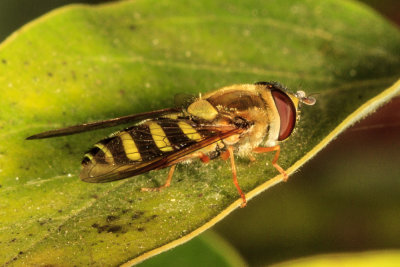 Hover Fly (Eupeodes species)
