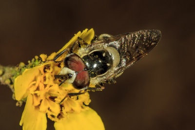 Hover Fly (Eupeodes sp)