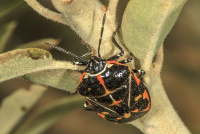 Harlequin bug  (Murgantia histrionica)