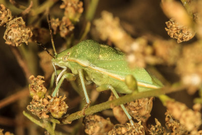 Uhler's stink bug  (Chlorochroa uhleri)