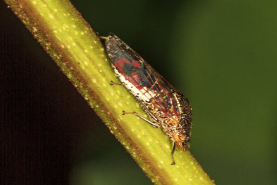 Glassy-winged Sharpshooter (Homalodisca vitripennis (=coagulata) )