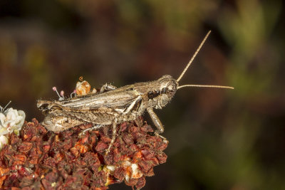 Spur-throated Grasshopper (Melanoplus cinereus cyanipes)