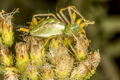 Green lynx spider (Peucetia viridans)