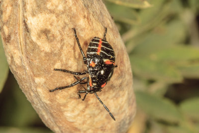 Harlequin bug  (Murgantia histrionica)