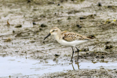 Western Sandpiper