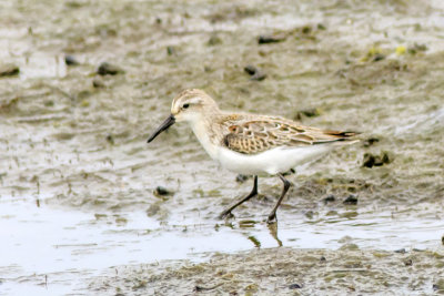 Western Sandpiper