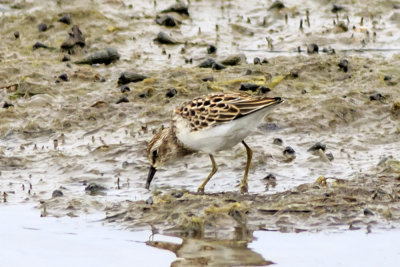 Western Sandpiper