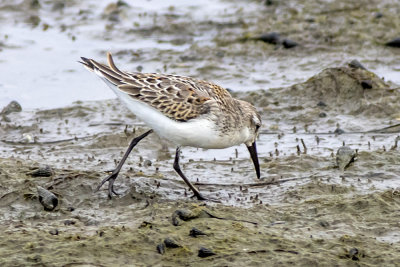 Western Sandpiper