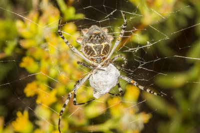 Silver Argiope (Argiope argentata)