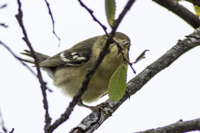 Blackpoll Warbler