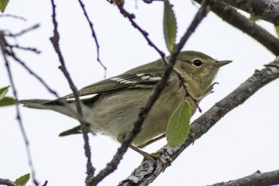 Blackpoll Warbler