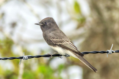 Black Phoebe