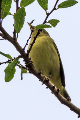 Wilson's Warbler