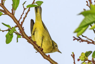 Wilson's Warbler