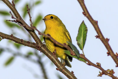 Wilson's Warbler