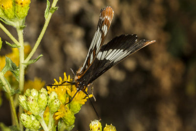 Lorquin's Admiral (Limenitis lorquini</em)